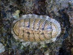 Chiton squamosus