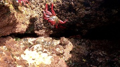 Grapsus adscensionis