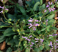 Betonica officinalis