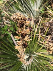 Dyckia reitzii