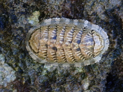 Chiton squamosus
