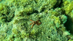 Coscinasterias tenuispina