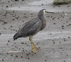 Egretta novaehollandiae novaehollandiae