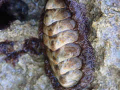 Acanthopleura granulata