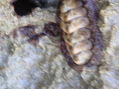 Acanthopleura granulata