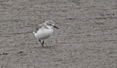 Anarhynchus frontalis