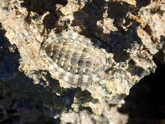 Chiton squamosus