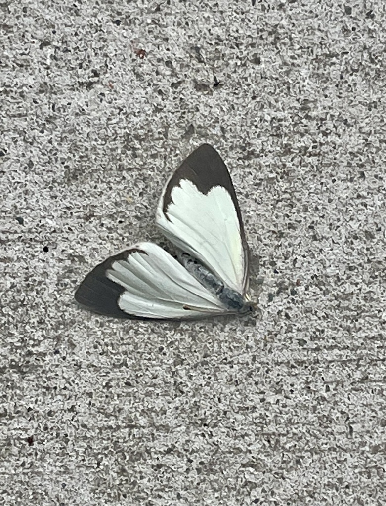 Narrow-winge Pearl White