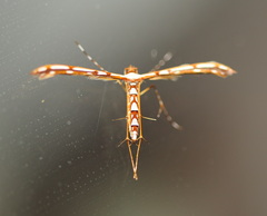 Cosmoclostis aglaodesma