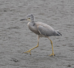 Egretta novaehollandiae novaehollandiae