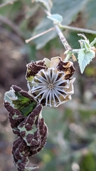 Abutilon abutiloides