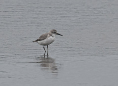 Anarhynchus frontalis