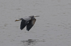 Egretta novaehollandiae novaehollandiae