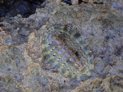 Chiton squamosus