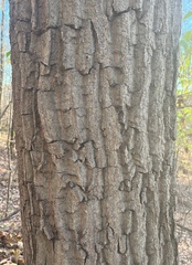 Quercus montana