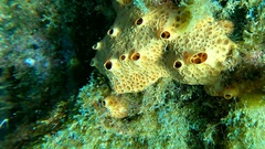 Hemimycale columella