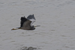 Egretta novaehollandiae novaehollandiae