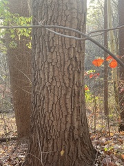 Quercus montana