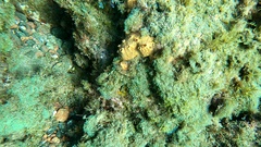 Hemimycale columella