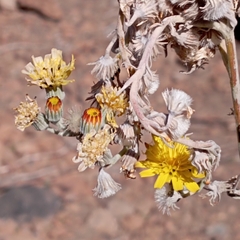 Andryala pinnatifida