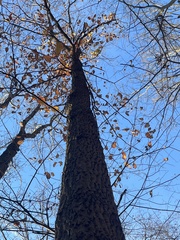 Quercus montana