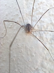 Crossopriza lyoni