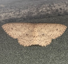 Cyclophora turneri