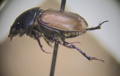 Colobopterus erraticus