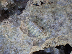 Chiton squamosus