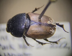 Colobopterus erraticus