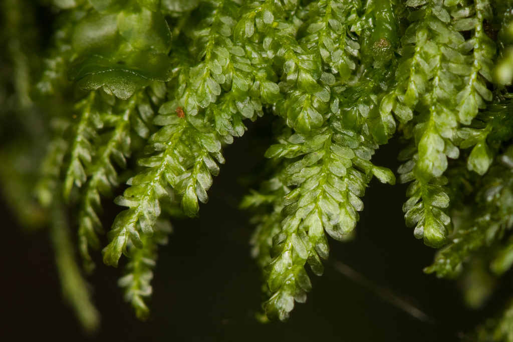 Bryolawtonia vancouveriensis