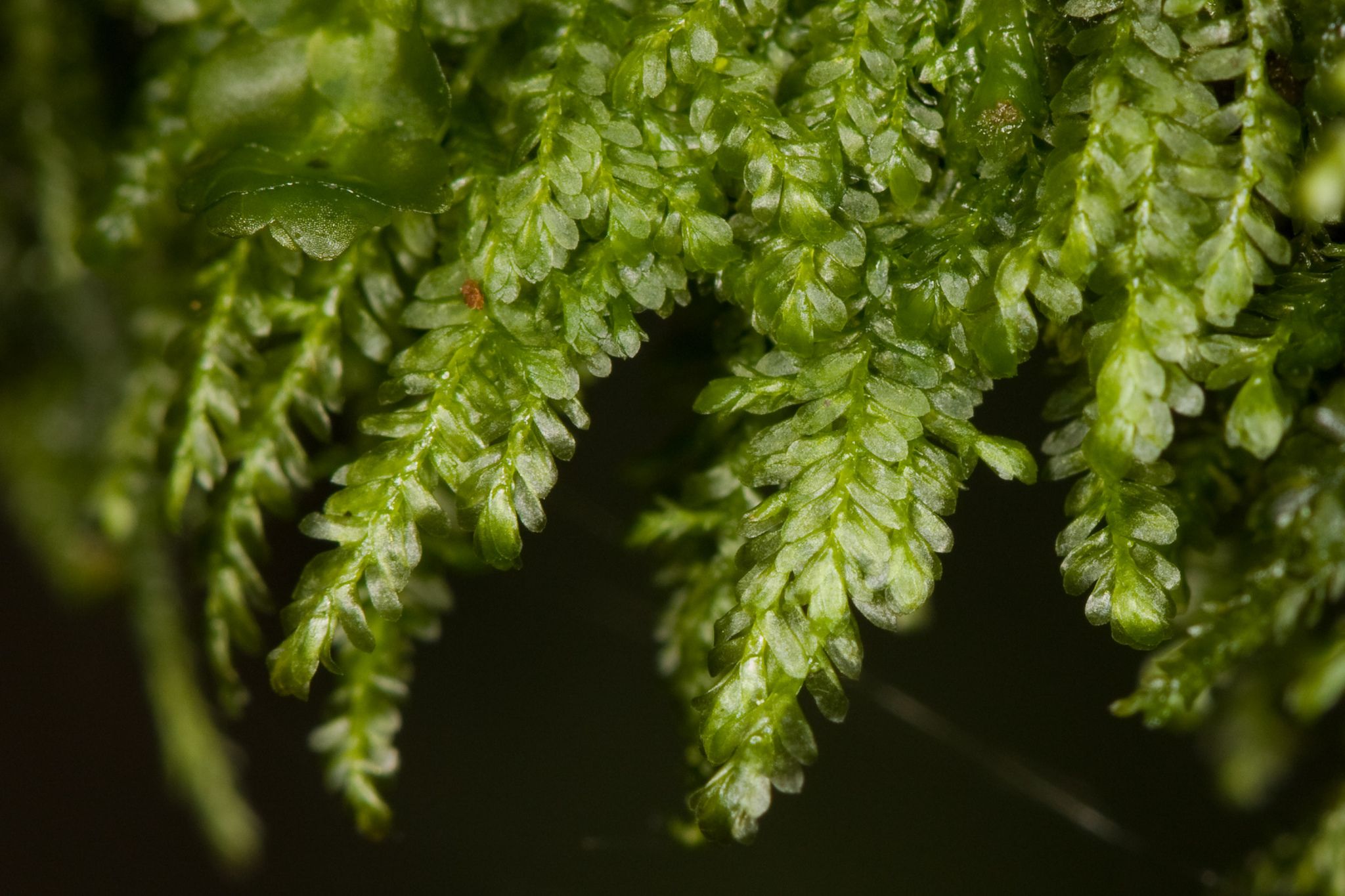 Bryolawtonia vancouveriensis