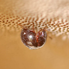 Agathidium rotundatum