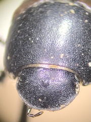 Colobopterus erraticus