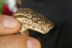 Corallus hortulana