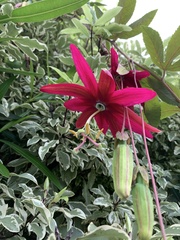 Passiflora antioquiensis