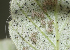 Gargaphia iridescens