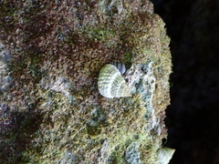 Cenchritis muricatus