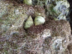 Cenchritis muricatus