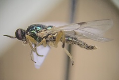 Actina viridis