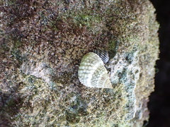 Cenchritis muricatus