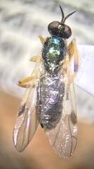 Actina viridis