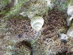 Cenchritis muricatus
