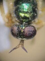 Actina viridis
