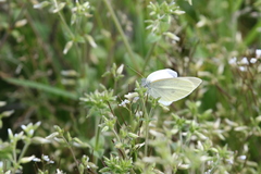 Pieris rapae crucivora