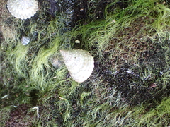 Cenchritis muricatus