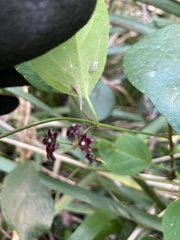 Vincetoxicum barbatum