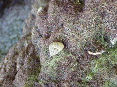 Cenchritis muricatus