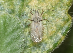 Gargaphia iridescens