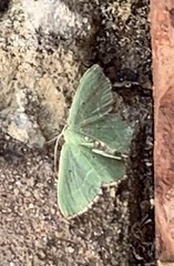 Nemoria lixaria